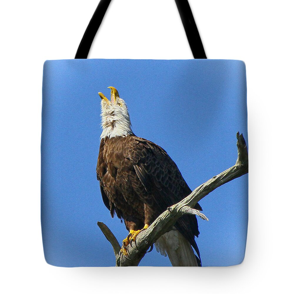 Bald Eagle Tote Bag featuring the photograph Eagle calling by Barbara Bowen