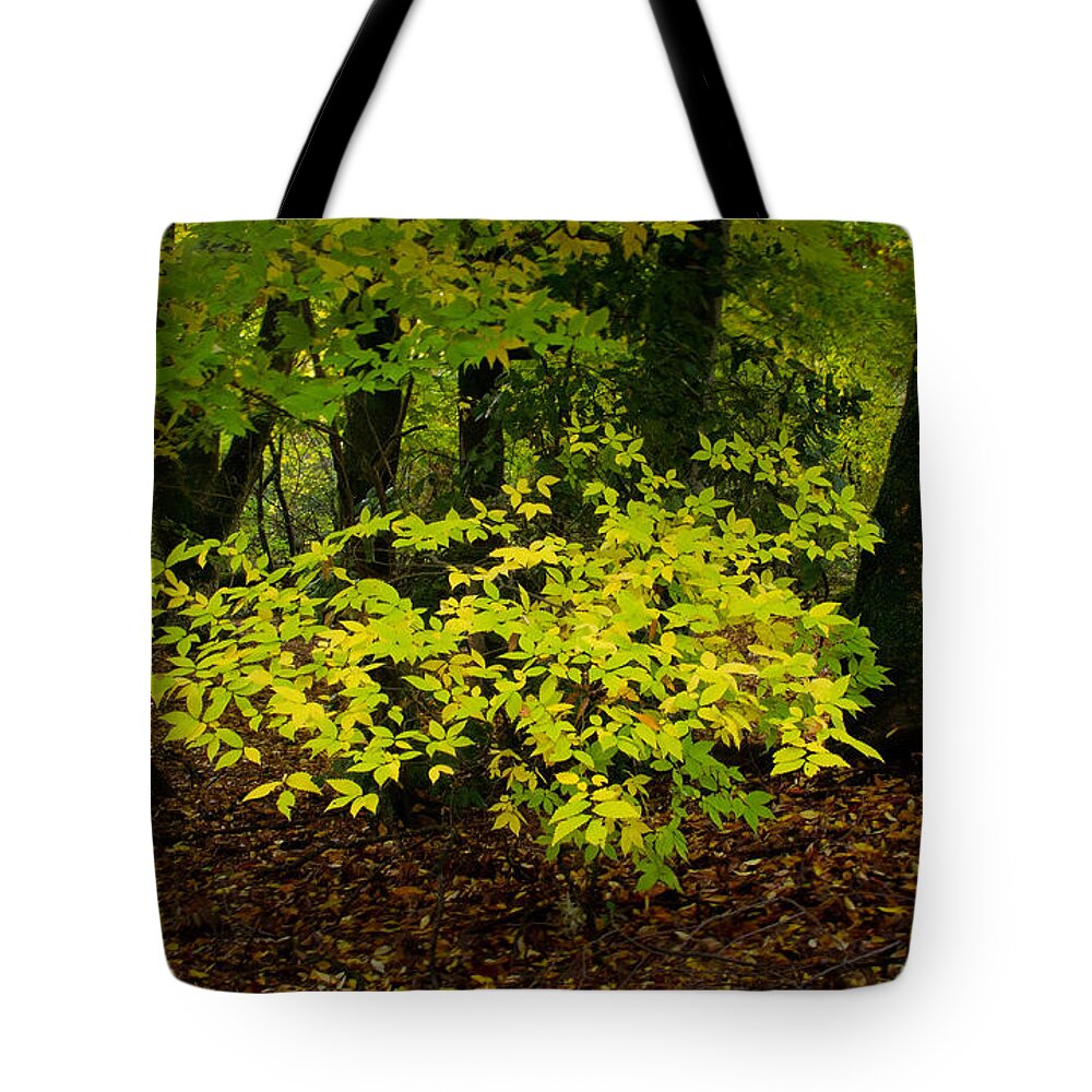 Fall Tote Bag featuring the photograph Early Fall In Bidwell Park by Robert Woodward
