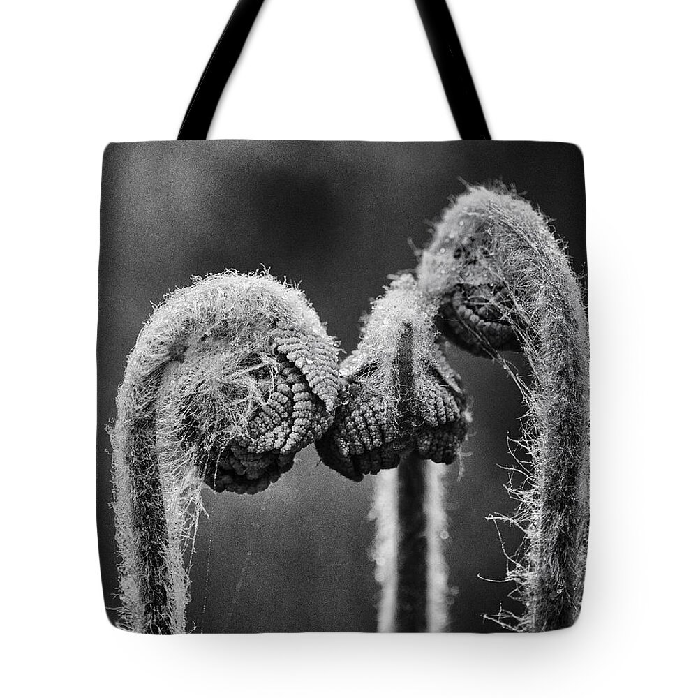 Fern Tote Bag featuring the photograph Early Morning Conference by Sue Capuano