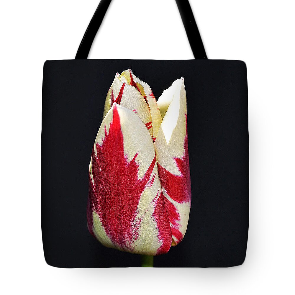 Petal Tote Bag featuring the photograph Easter Greetings - Twinkle Tulip by Felicia Tica