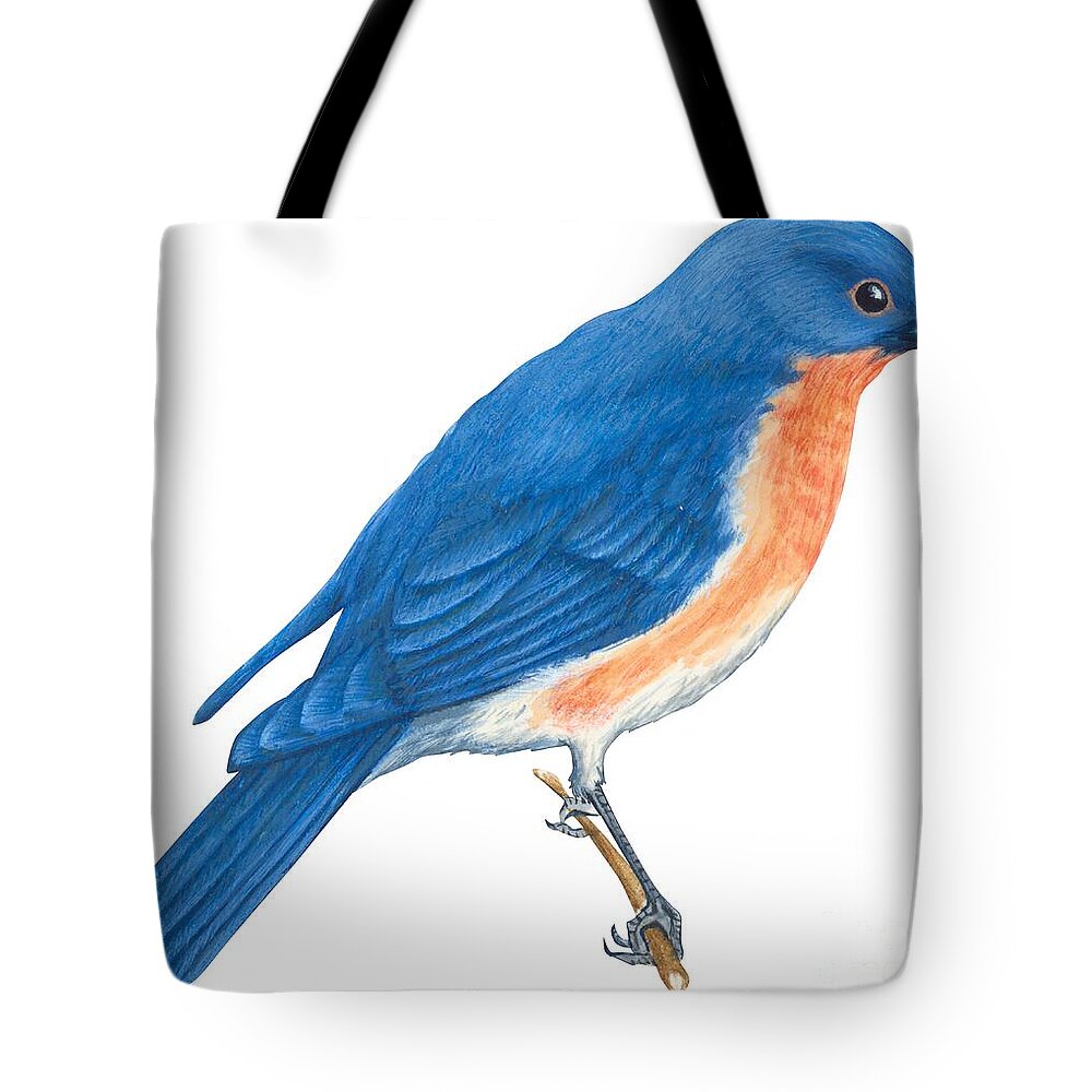No People; Horizontal; Side View; Full Length; White Background; One Animal; Wildlife; Zoology; Eastern Bluebird; Sialia Sialis; Blue; Orange Color; Brown Tote Bag featuring the drawing Eastern bluebird by Anonymous