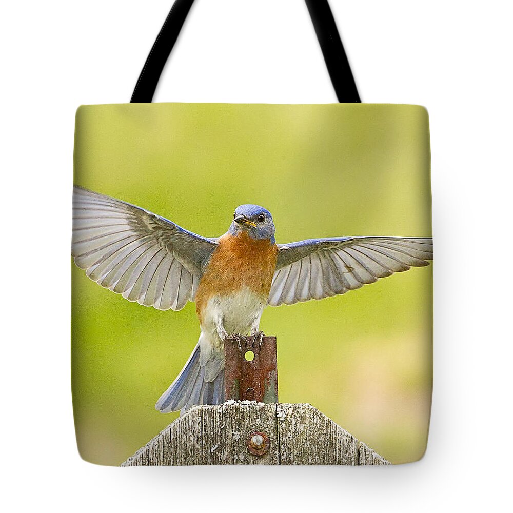 Eastern Bluebird Tote Bag featuring the photograph Eastern Bluebird Wing Spread by John Vose