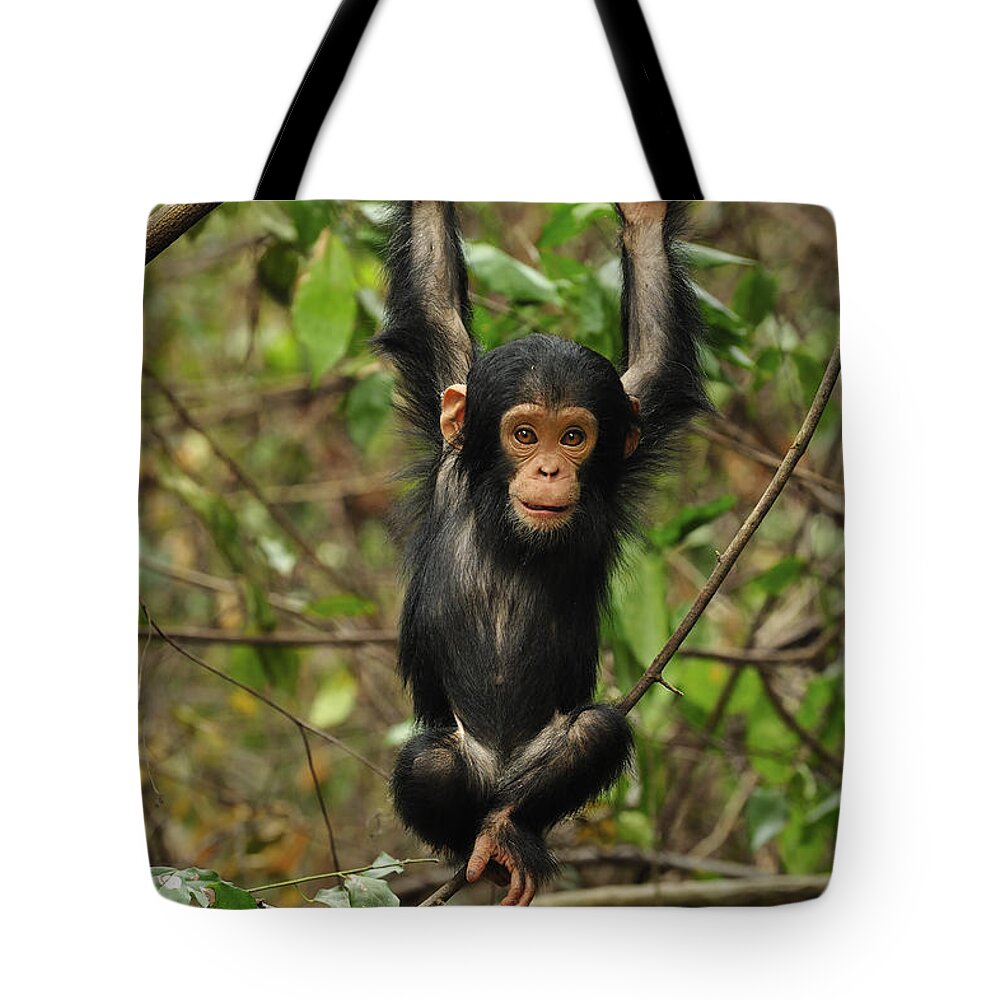 Thomas Marent Tote Bag featuring the photograph Eastern Chimpanzee Baby Hanging by Thomas Marent