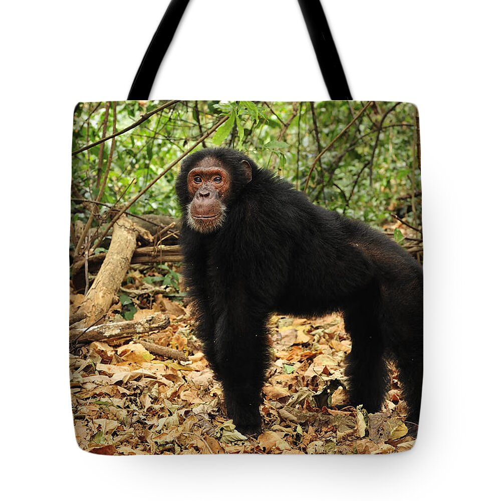 Thomas Marent Tote Bag featuring the photograph Eastern Chimpanzee Gombe Stream Np by Thomas Marent