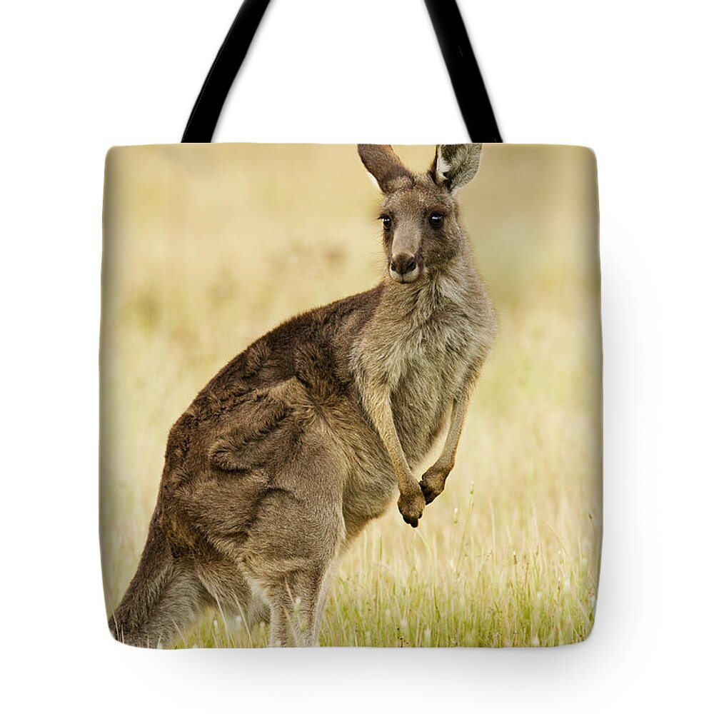 Sebastian Kennerknecht Tote Bag featuring the photograph Eastern Grey Kangaroo Mount Taylor by Sebastian Kennerknecht