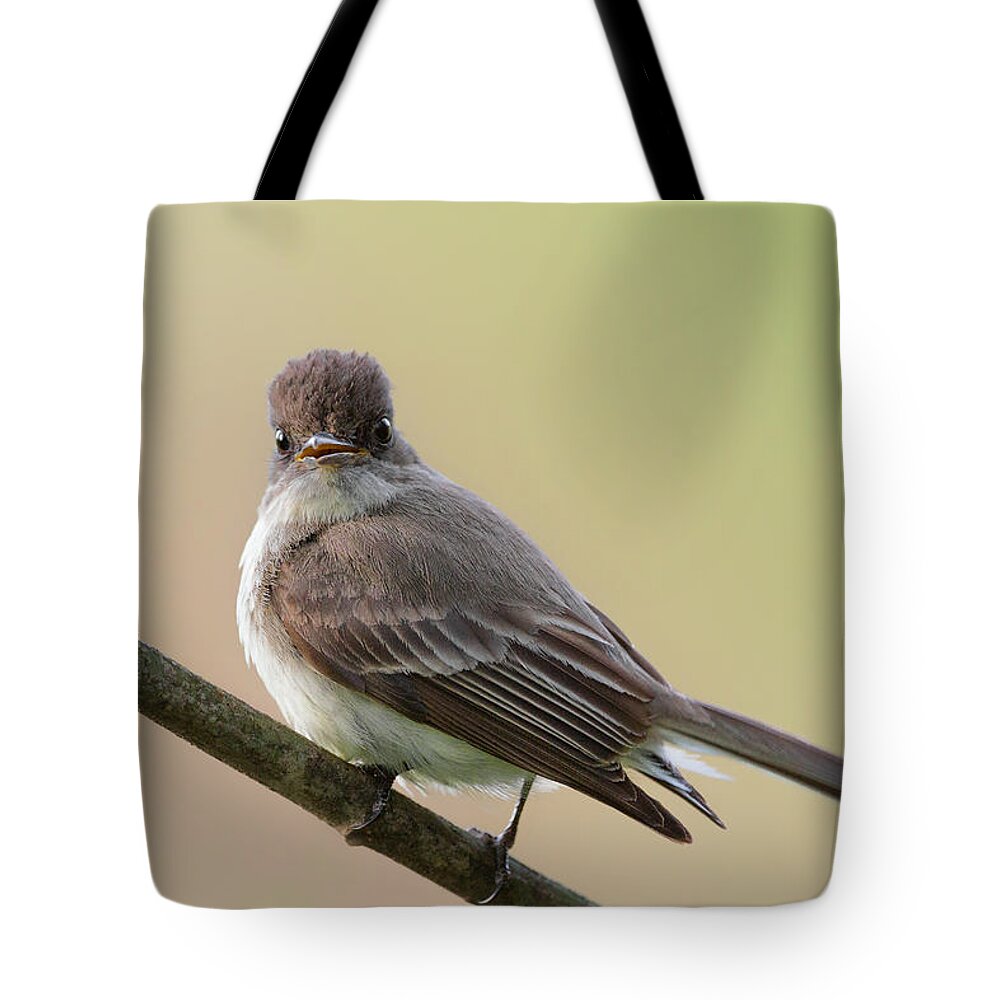 Eastern Phoebe Tote Bag featuring the photograph Eastern Phoebe by Bill Wakeley