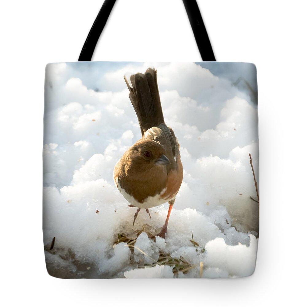 Rufous-sided Towhee Tote Bag featuring the photograph Eastern Towhee Poses for Photograph by Holden The Moment