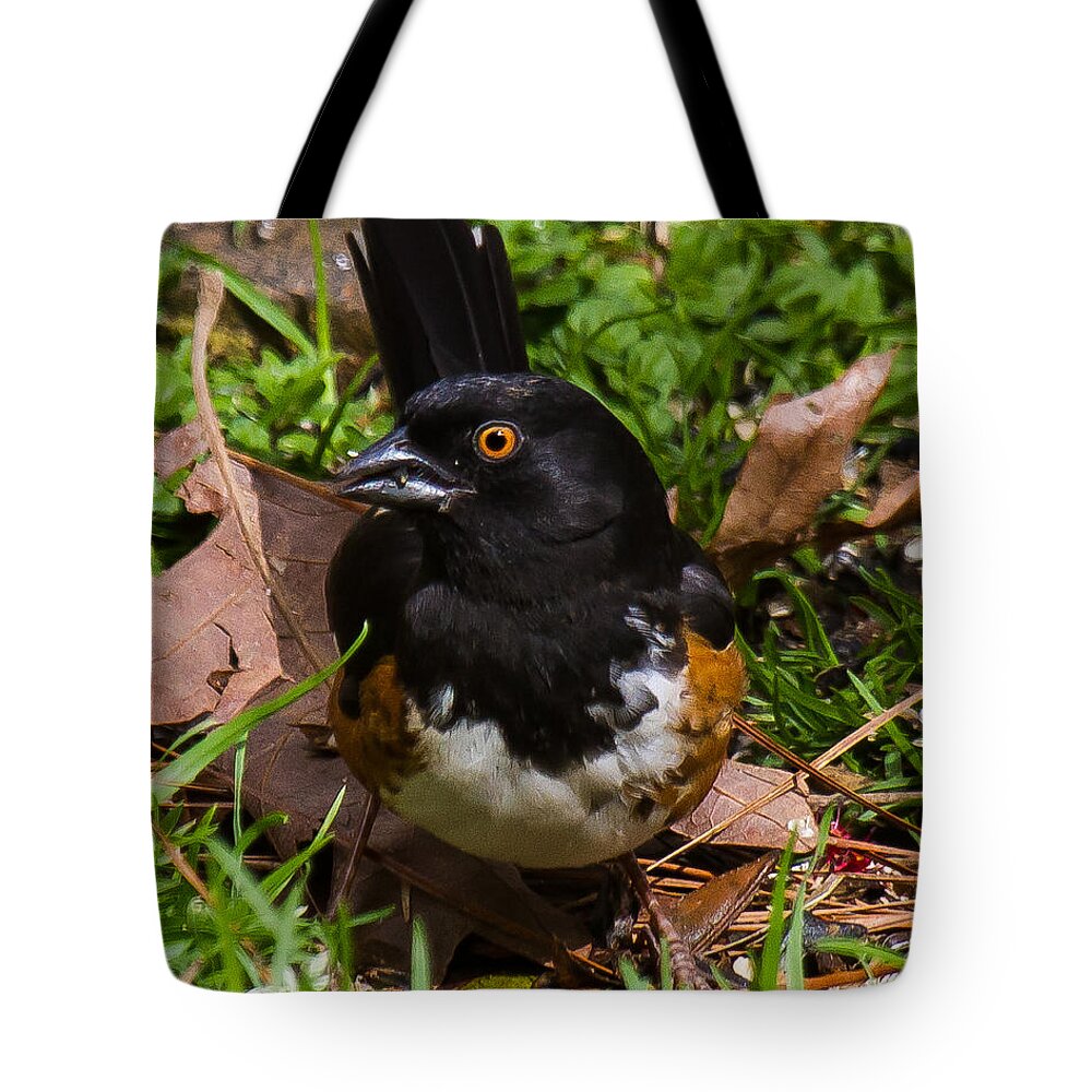 Eastern Towhee Tote Bag featuring the photograph Eastern Towhee - Male by Robert L Jackson