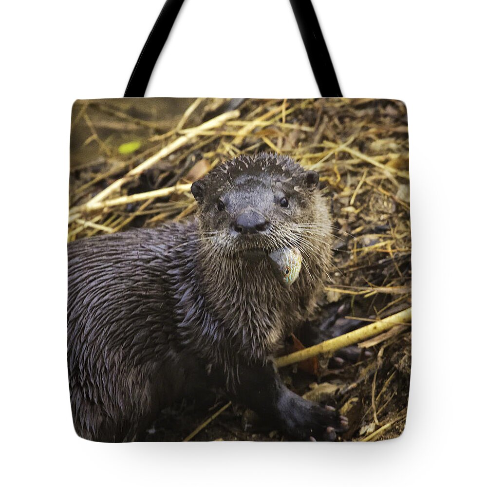 River Otter Tote Bag featuring the photograph Eatin' My Fish by Michael Dougherty