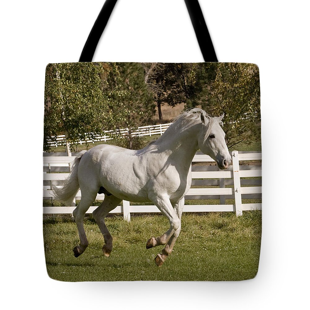 Effortless Gait Tote Bag featuring the photograph Effortless Gait by Wes and Dotty Weber