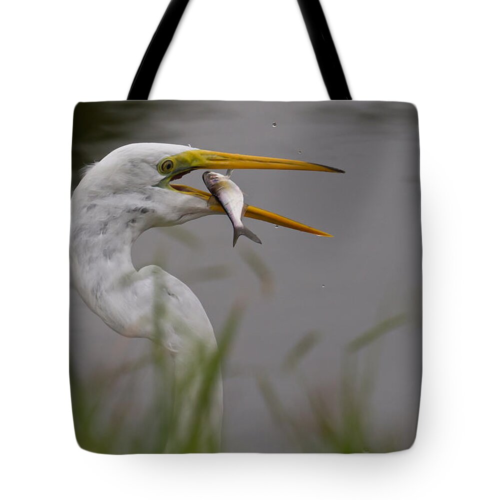 Egret Tote Bag featuring the photograph Egret Having Lunch by Jerry Gammon