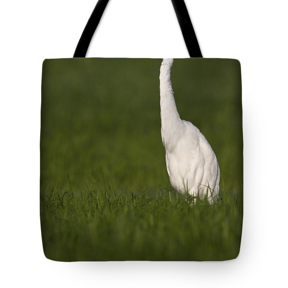 Egret Tote Bag featuring the photograph Egret looking for lunch by Bryan Keil