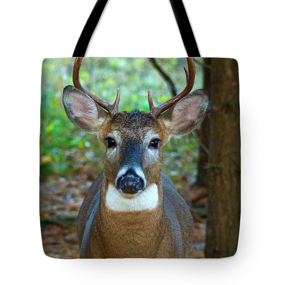 Whitetail Tote Bag featuring the photograph Eight Point Face to Face by Michael Peychich