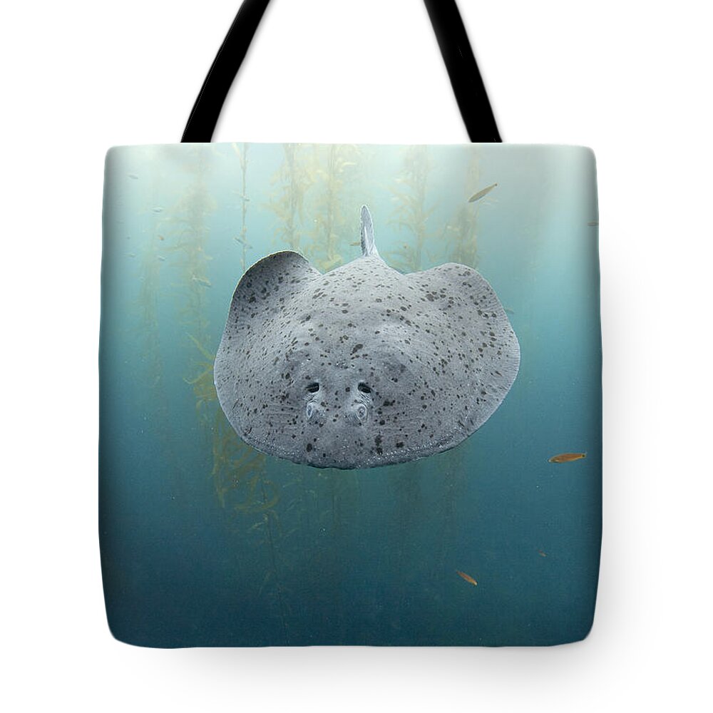 Feb0514 Tote Bag featuring the photograph Electric Ray Cortes Bank California by Richard Herrmann