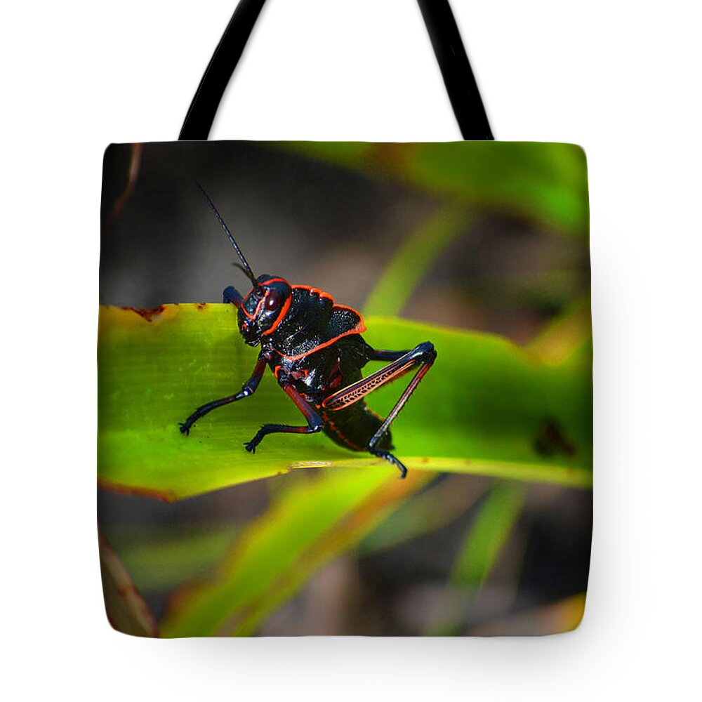 Grasshopper Tote Bag featuring the photograph Elegant Sylvan Katydid by Gary Keesler