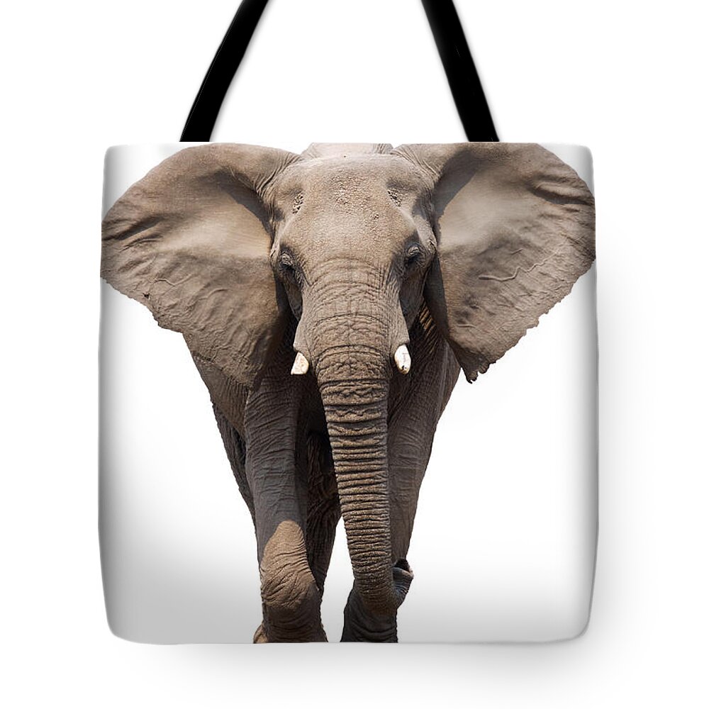 Wild Tote Bag featuring the photograph Elephant isolated by Johan Swanepoel