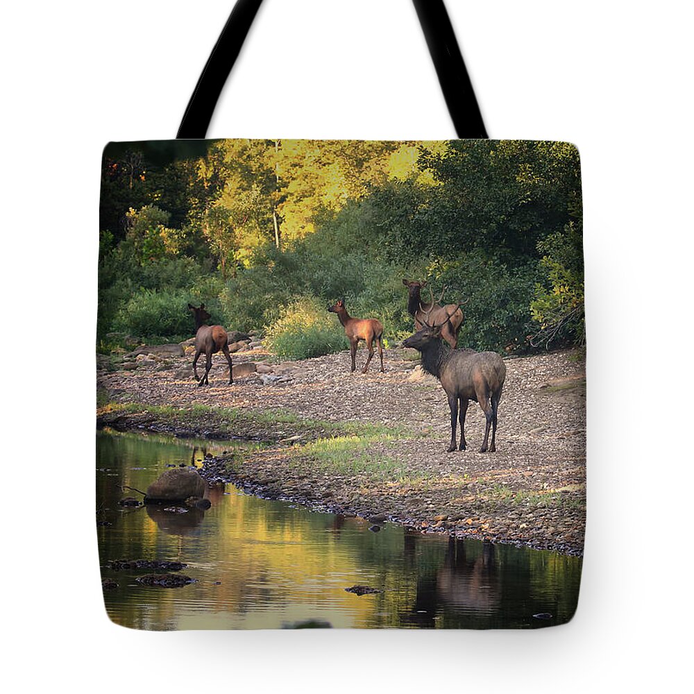 Elk Tote Bag featuring the photograph Elk Herd Along the Hailstone by Michael Dougherty