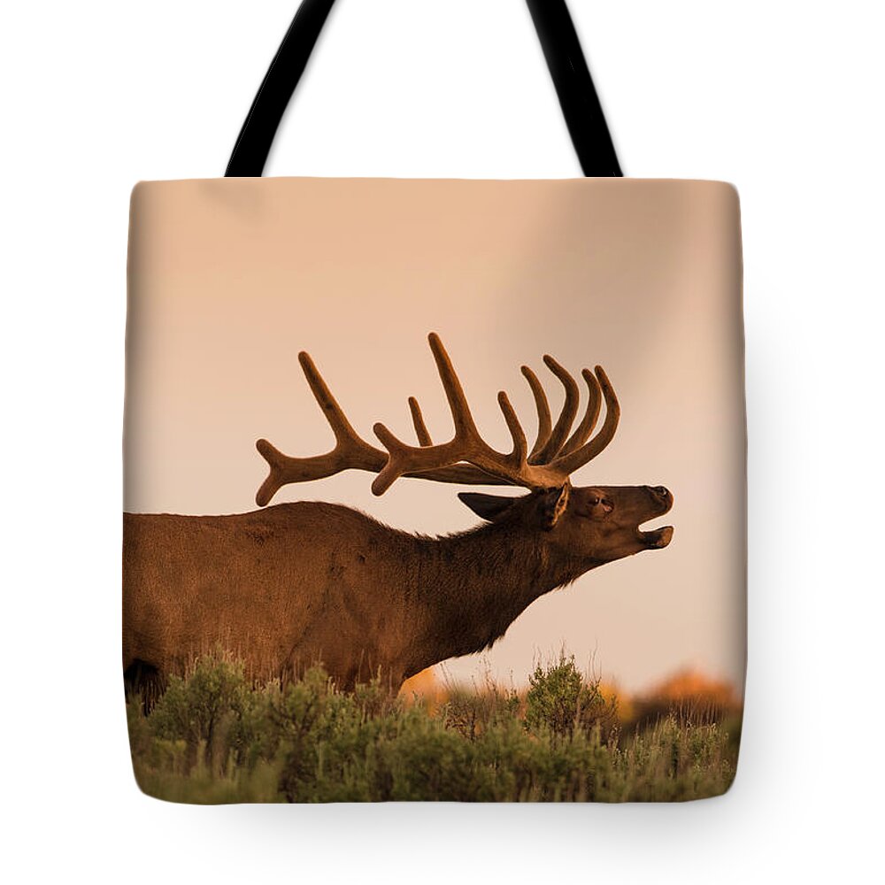 Animal Themes Tote Bag featuring the photograph Elk In Velvet On Hill In Yellowstone by © J. Bingaman Photography
