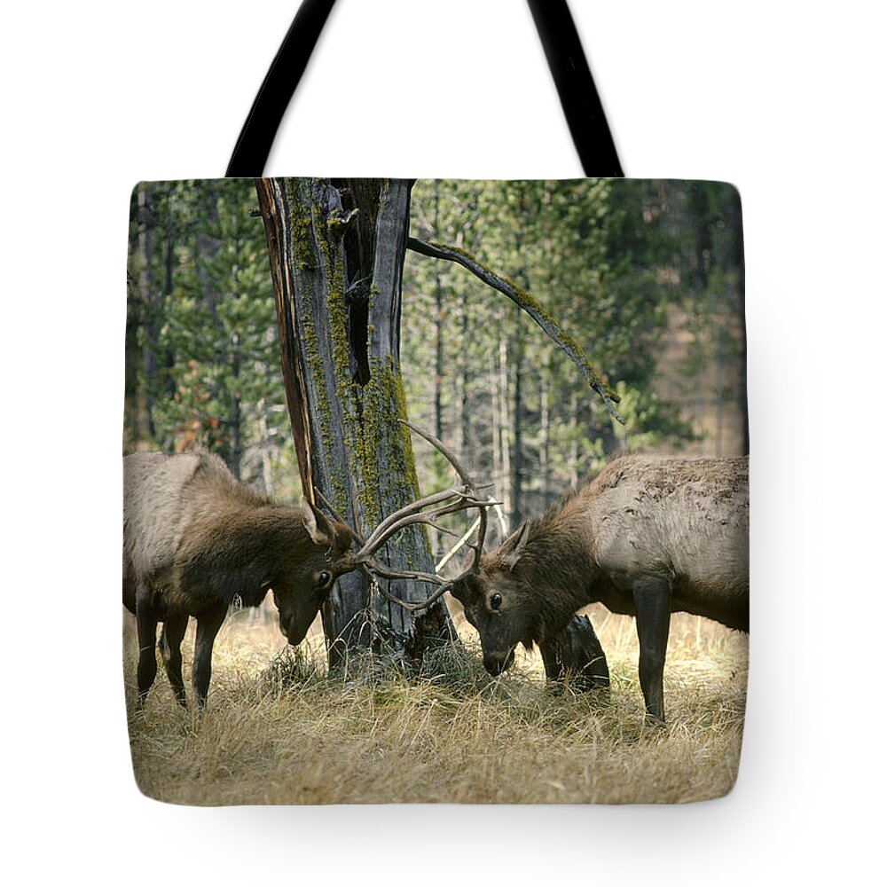 Feb0514 Tote Bag featuring the photograph Elks Sparring Yellowstone Np Wyoming by Michael Quinton