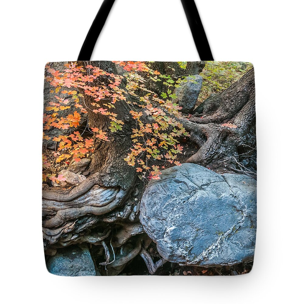 Tree Tote Bag featuring the photograph Embraced by Al Andersen