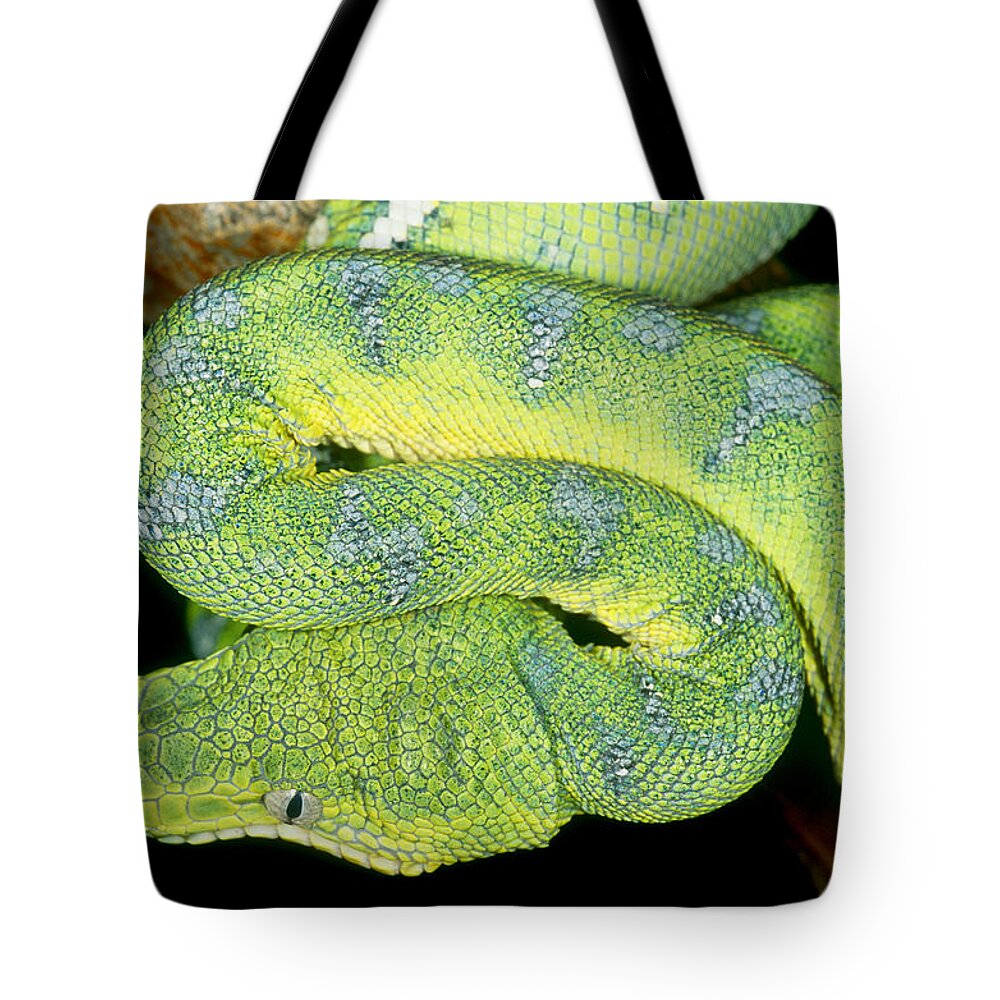Animal Tote Bag featuring the photograph Emerald Tree Boa Corallus Caninus by Simon D. Pollard