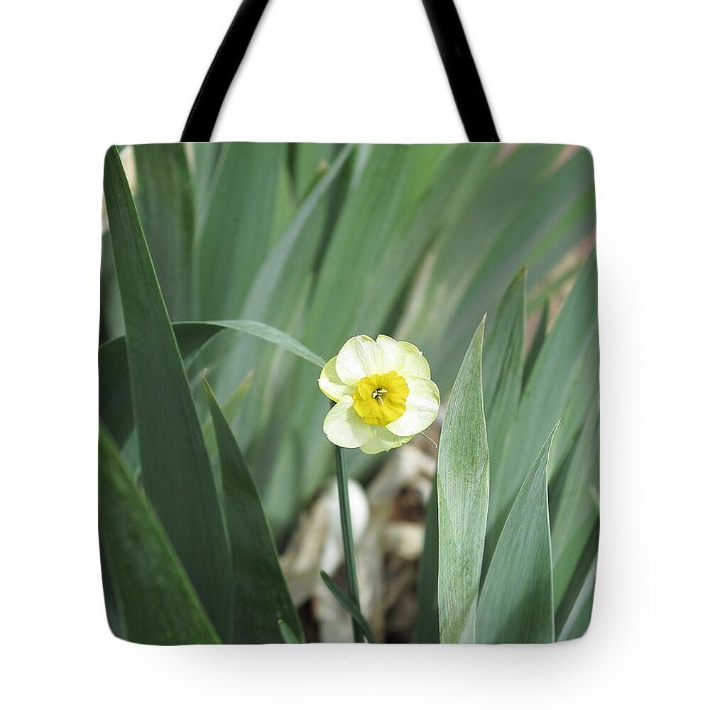 Daffodils Tote Bag featuring the photograph Emerge by Jessica Myscofski