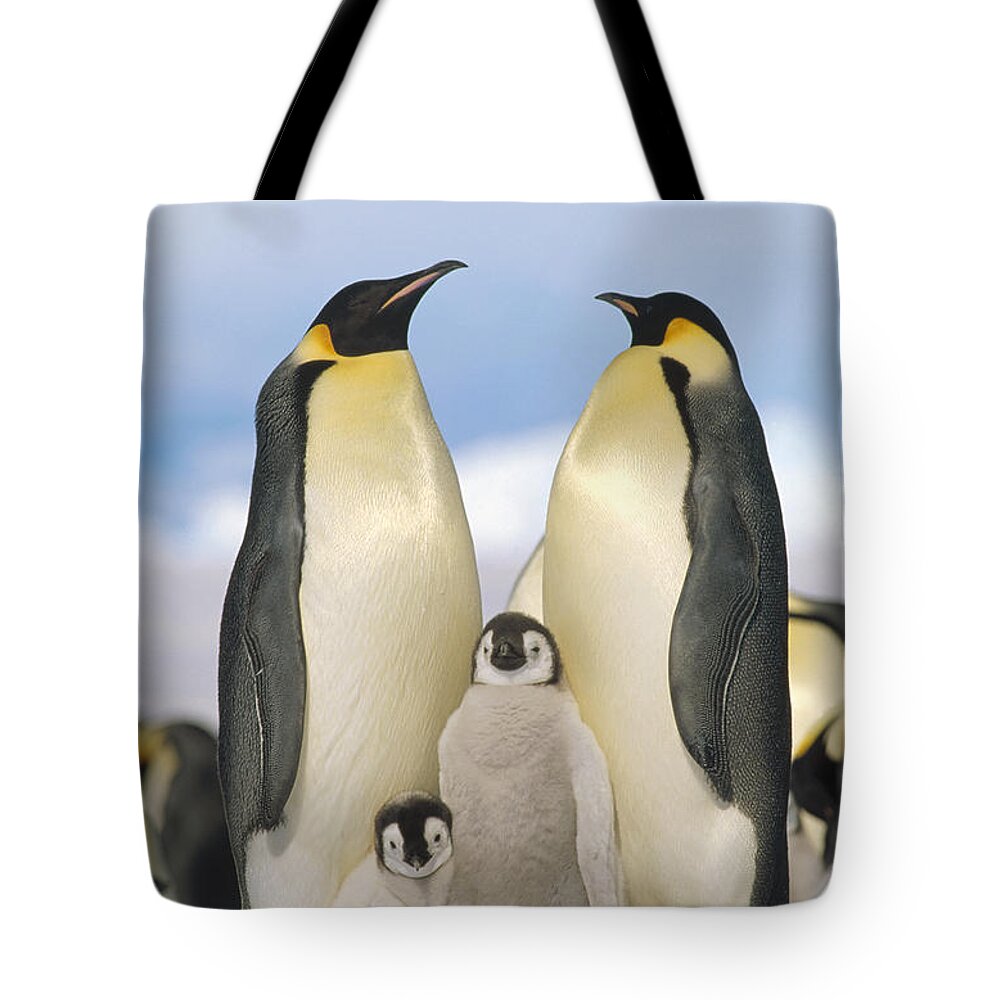 Feb0514 Tote Bag featuring the photograph Emperor Penguin Parents With Chicks by Konrad Wothe
