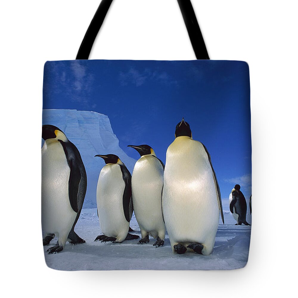 Feb0514 Tote Bag featuring the photograph Emperor Penguins Weddell Sea Antarctica by Tui De Roy