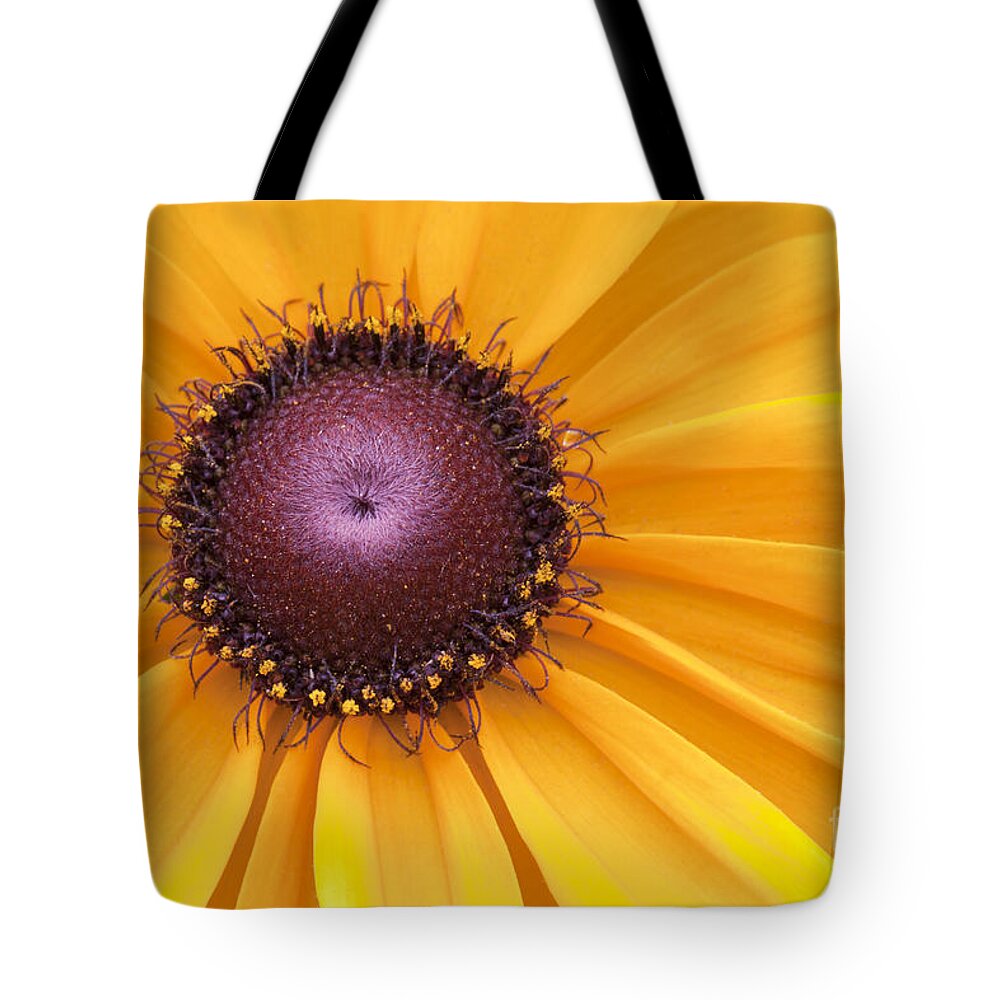 Black-eyed Susan Tote Bag featuring the photograph Encouragement by Patty Colabuono