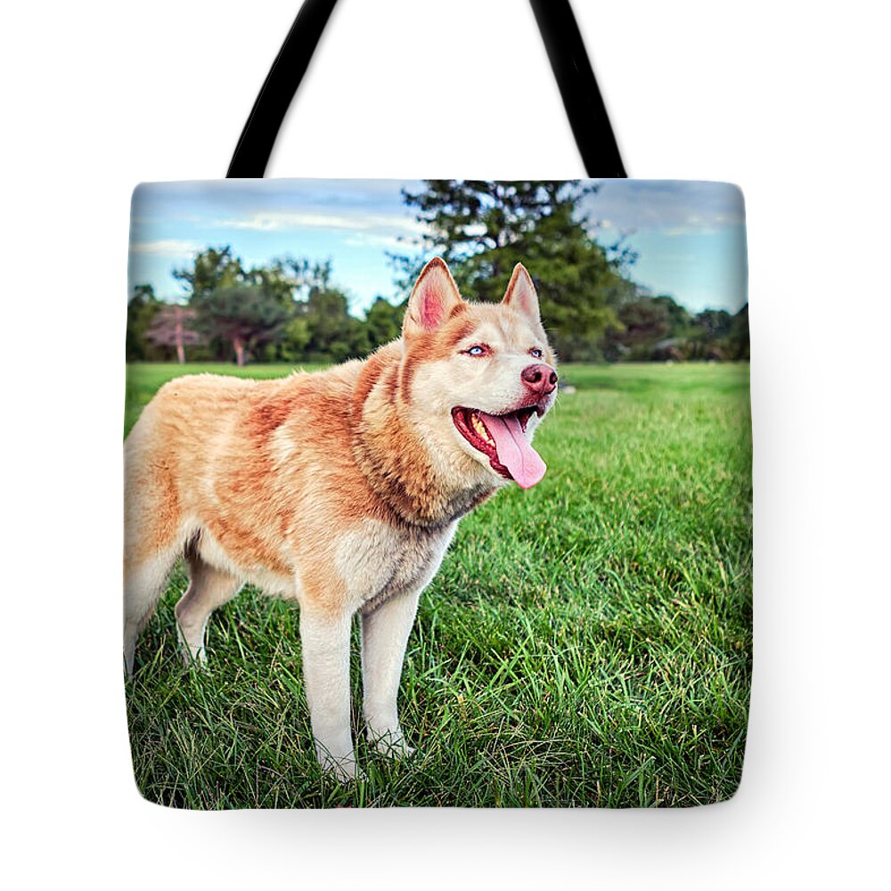 Siberian Husky Tote Bag featuring the photograph Endurance Fidelity Intelligence by Sennie Pierson