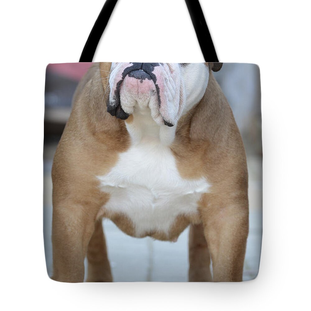 English Bulldog Tote Bag featuring the photograph English Bulldog by Amir Paz