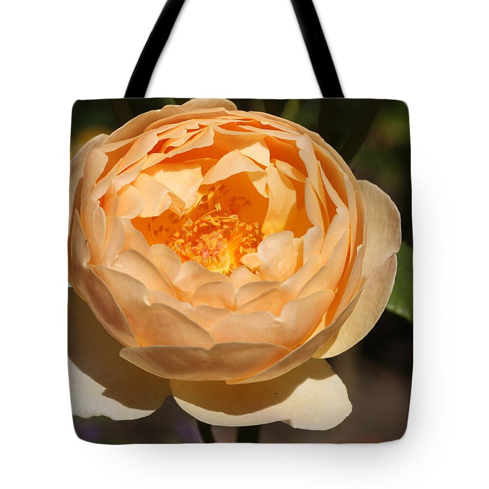 Aromatic Tote Bag featuring the photograph English Rose by Jeanne White