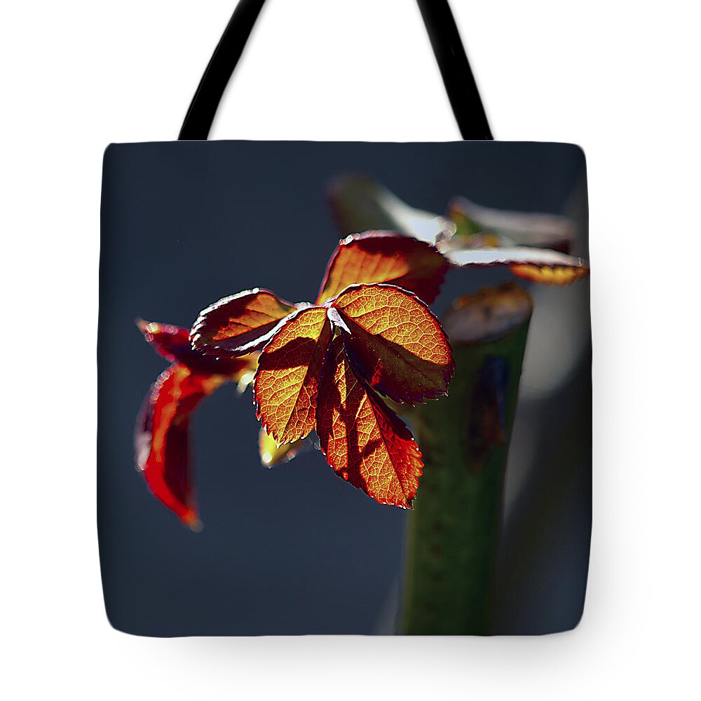 Spring Tote Bag featuring the photograph Eternal by Joe Schofield