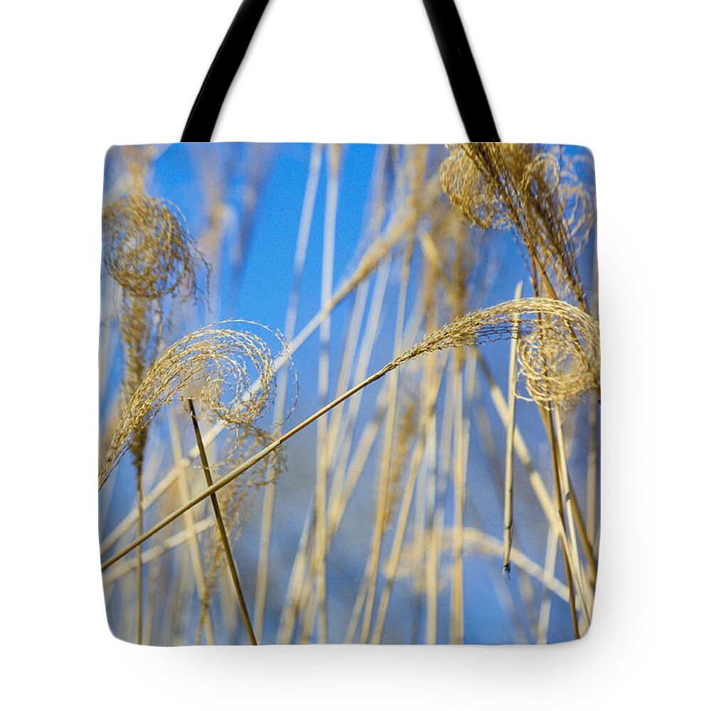 Growth; Fragility; Grass; Meadow; No People; Vertical; Outdoors; Day; Close-up; Focus On Foreground; Nature; Eulalia Grass Tote Bag featuring the photograph Eulalia Grass Native To East Asia by Anonymous
