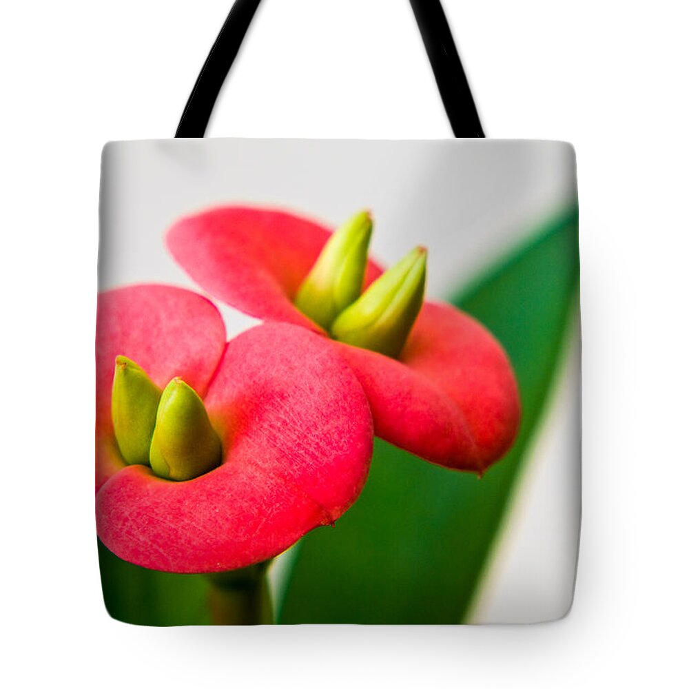 Euphorbia Milli Tote Bag featuring the photograph Euphorbia milli by Davorin Mance