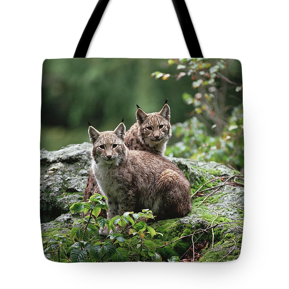 00192413 Tote Bag featuring the photograph Eurasian Lynx Pair by Konrad Wothe