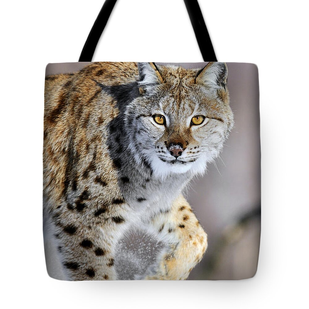 Mp Tote Bag featuring the photograph Eurasian Lynx Walking by Jasper Doest