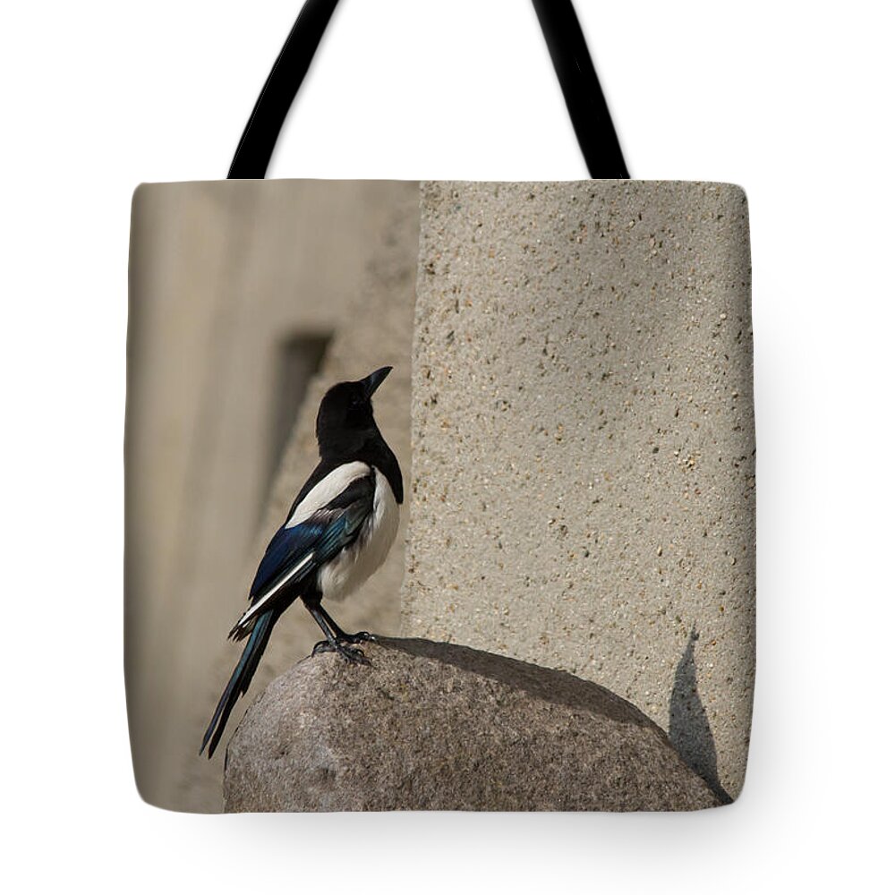 Magpie Tote Bag featuring the photograph Eurasian magpie by Eti Reid