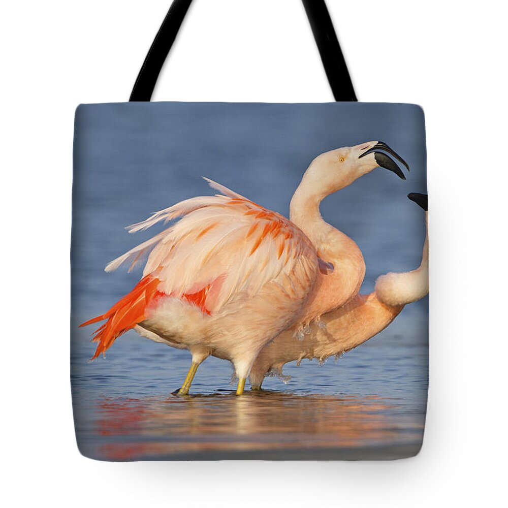 Nis Tote Bag featuring the photograph European Flamingo Pair Courting by Ronald Kamphius
