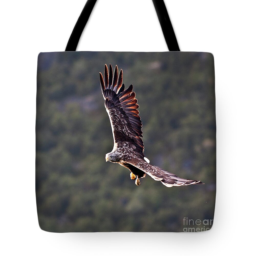 White_tailed Eagle Tote Bag featuring the photograph European Flying Sea Eagle 4 by Heiko Koehrer-Wagner