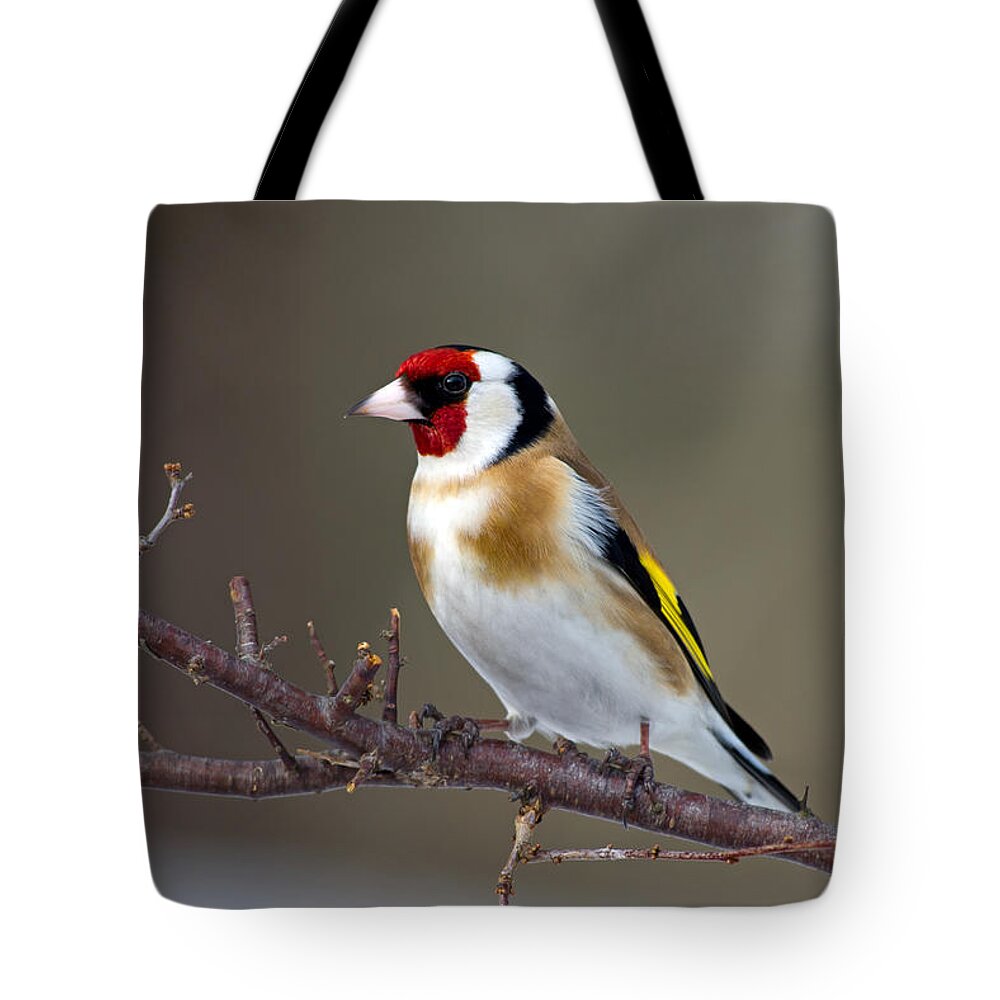 Goldfinch Tote Bag featuring the photograph European Goldfinch by Torbjorn Swenelius
