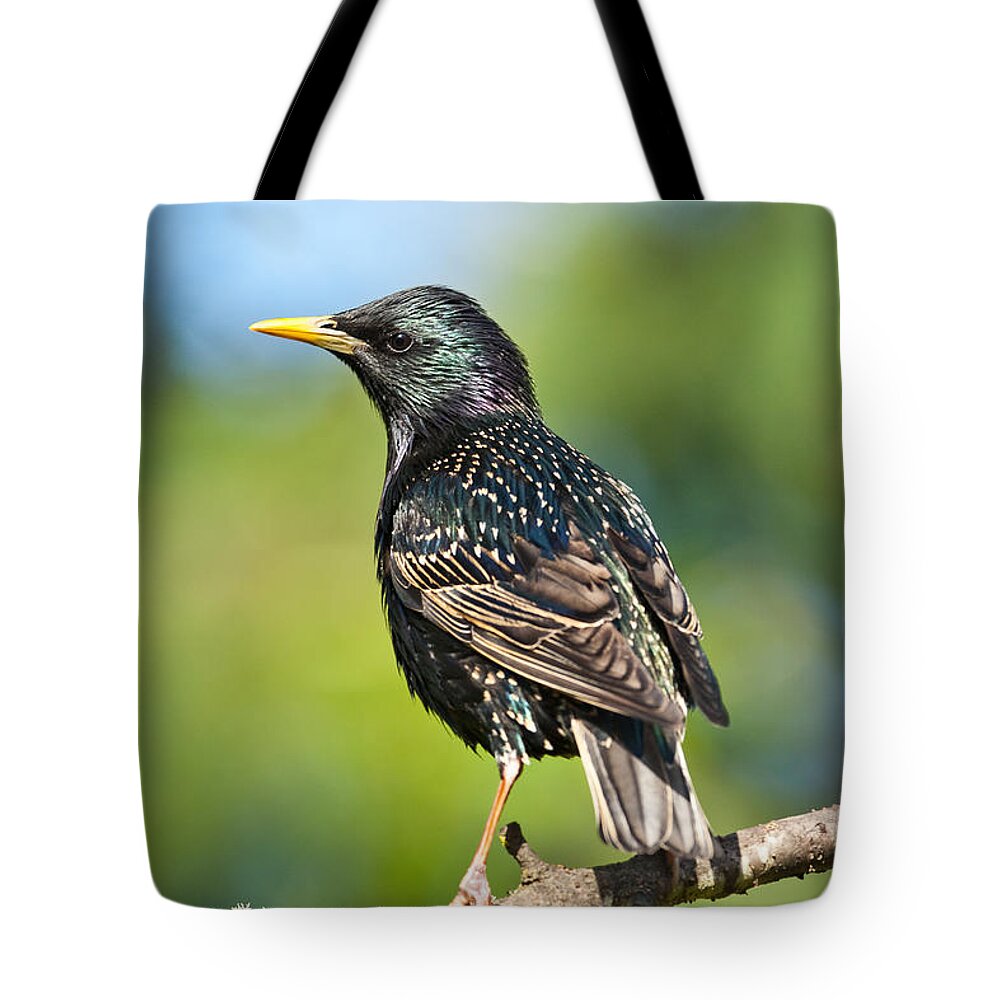 Animal Tote Bag featuring the photograph European Starling in a Tree by Jeff Goulden