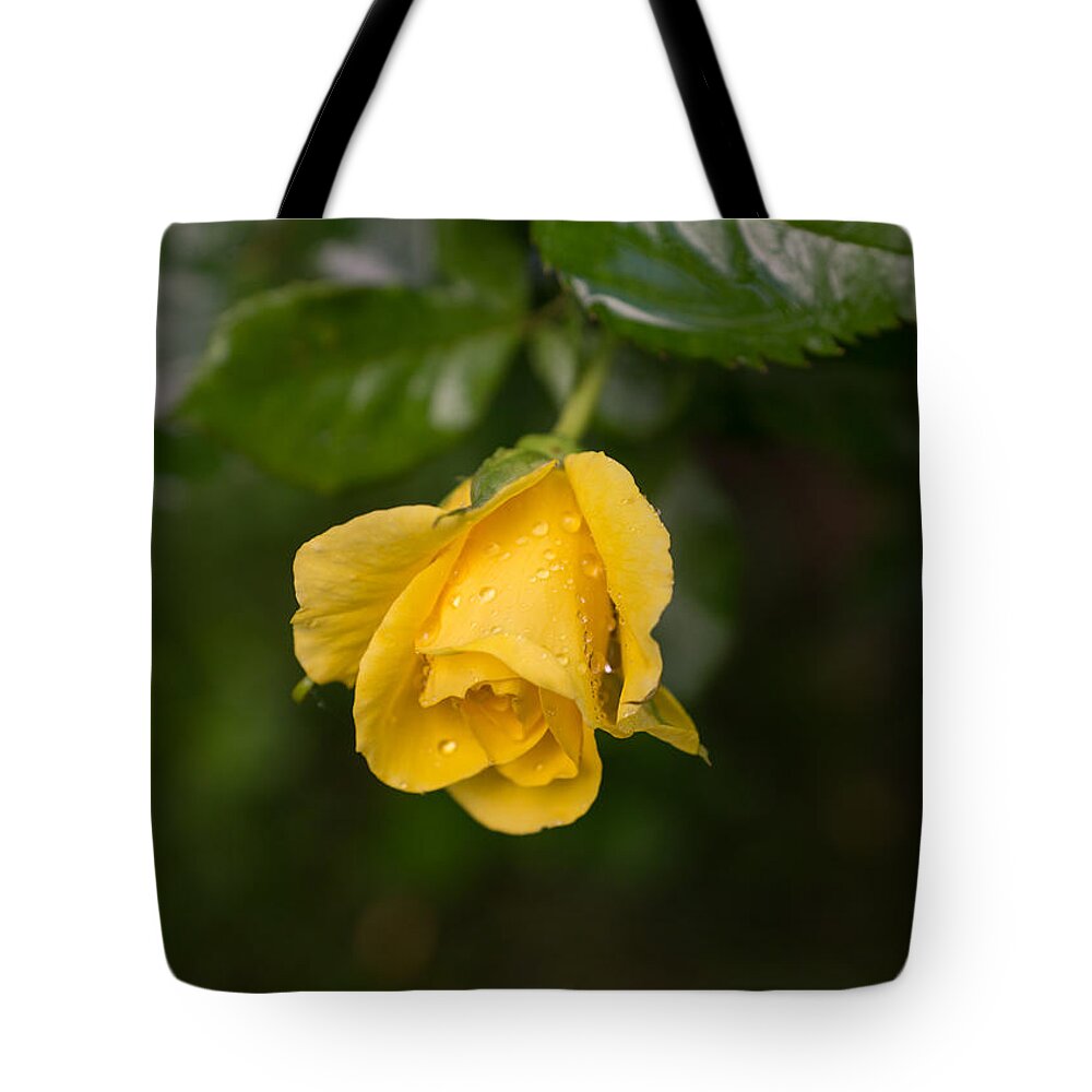 Rose And Rain Tote Bag featuring the photograph Even the Gloomiest Day Brings Beauty and Joy by Georgia Mizuleva