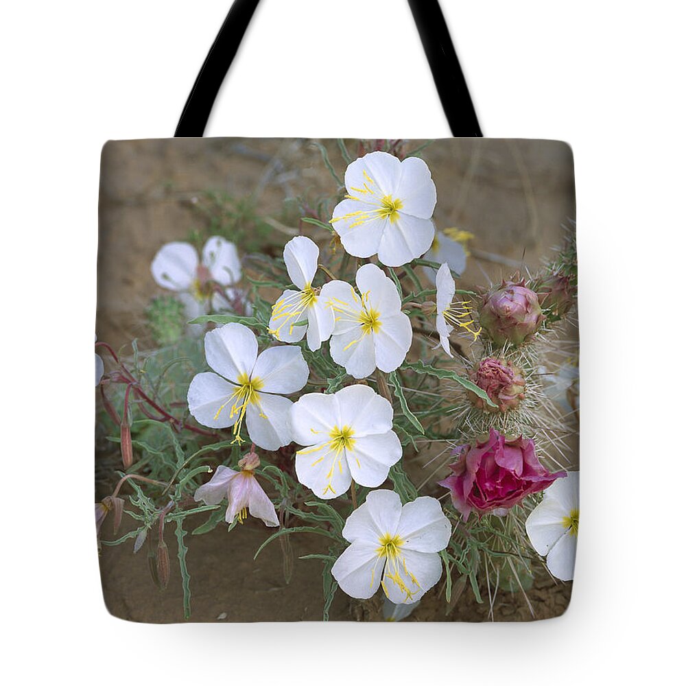 Feb0514 Tote Bag featuring the photograph Evening Primrose And Grizzly Bear Cactus by Tim Fitzharris