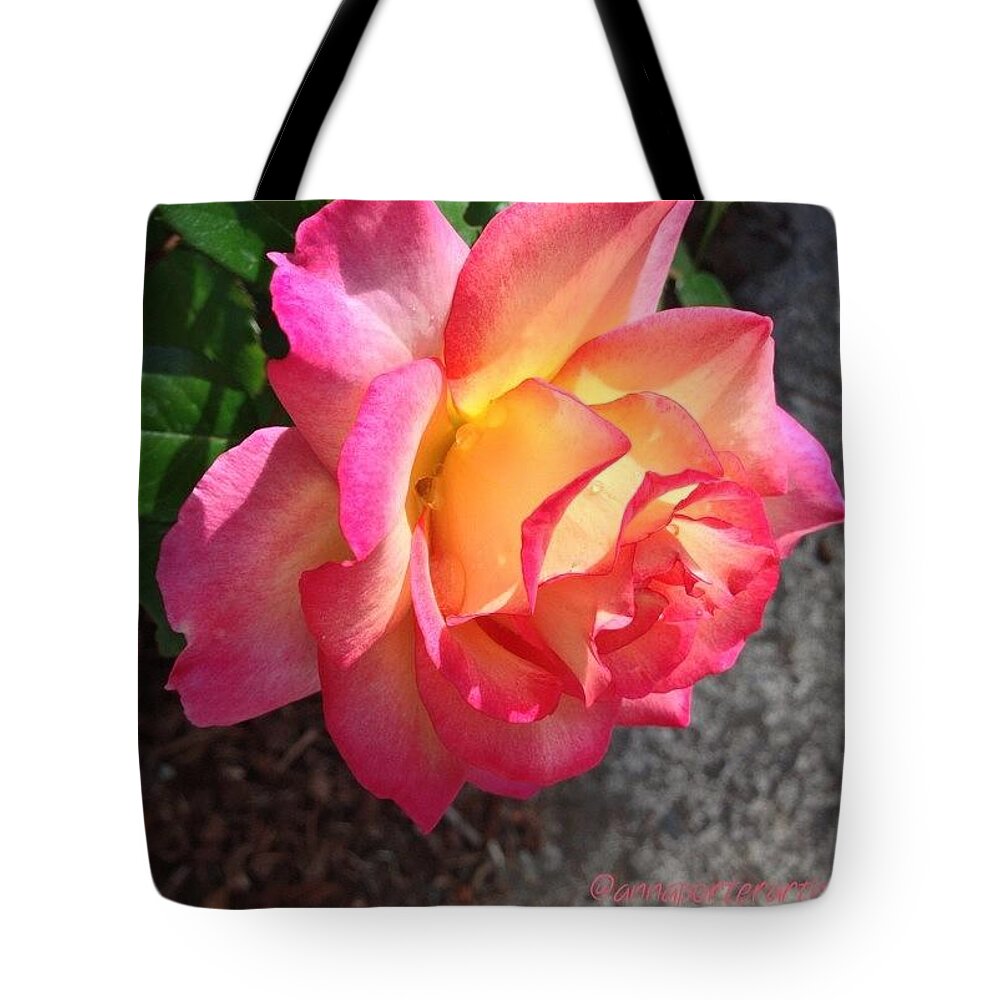 Evening Rose With Droplets Tote Bag featuring the photograph Evening Rose With Droplets by Anna Porter