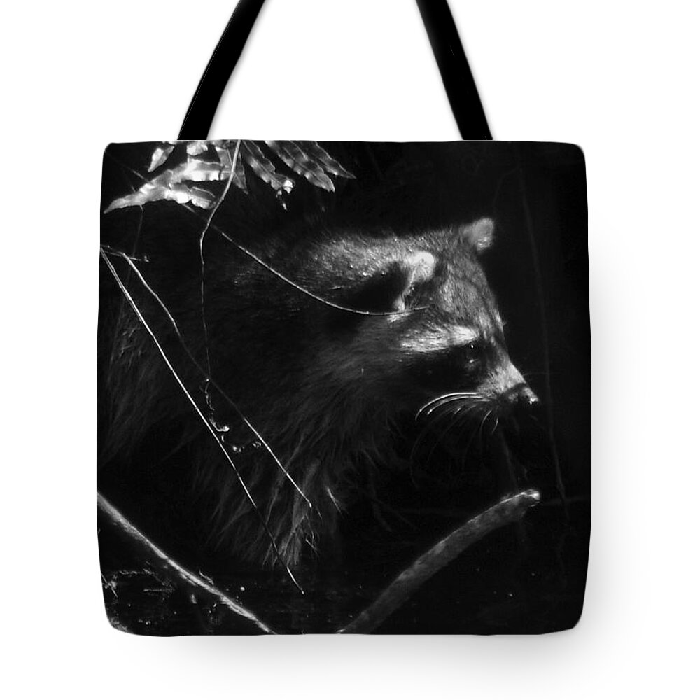 Raccoon Tote Bag featuring the photograph Everglades Raccoon by David Lee Thompson