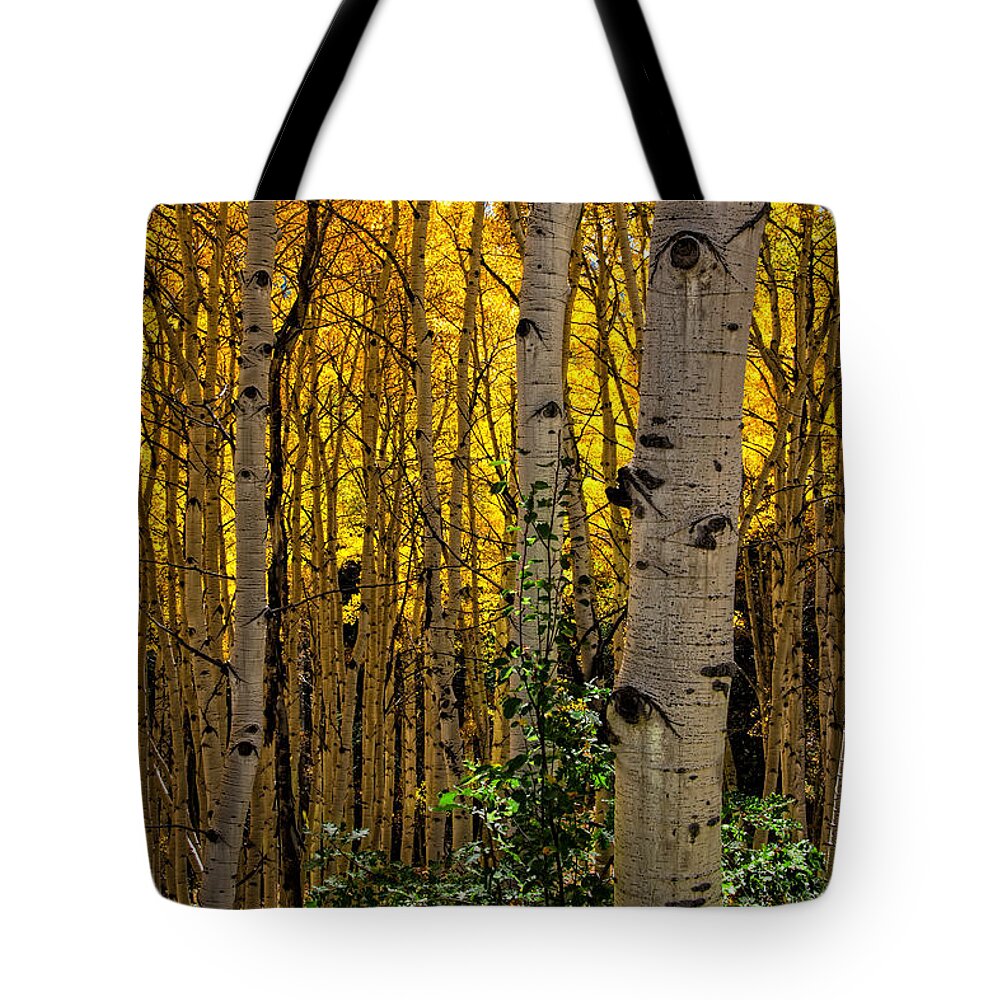 Colorado Tote Bag featuring the photograph Eyes of the Forest by Ken Smith