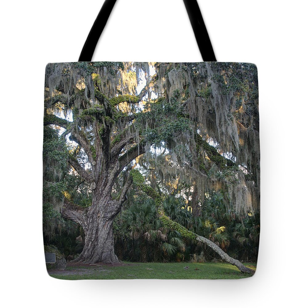Oak Tote Bag featuring the photograph Fairchild Oak with Sunbeam by Bradford Martin
