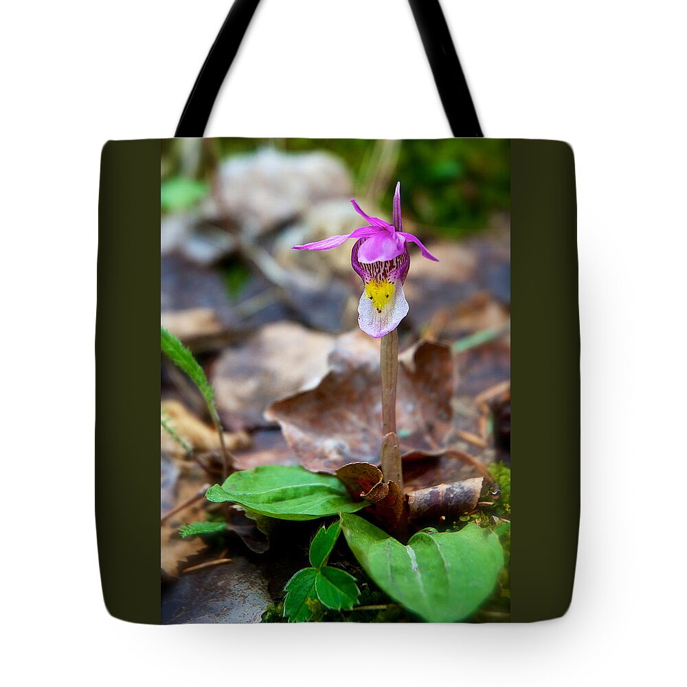 Calypso Tote Bag featuring the photograph Fairy Slipper Orchid by Mary Lee Dereske