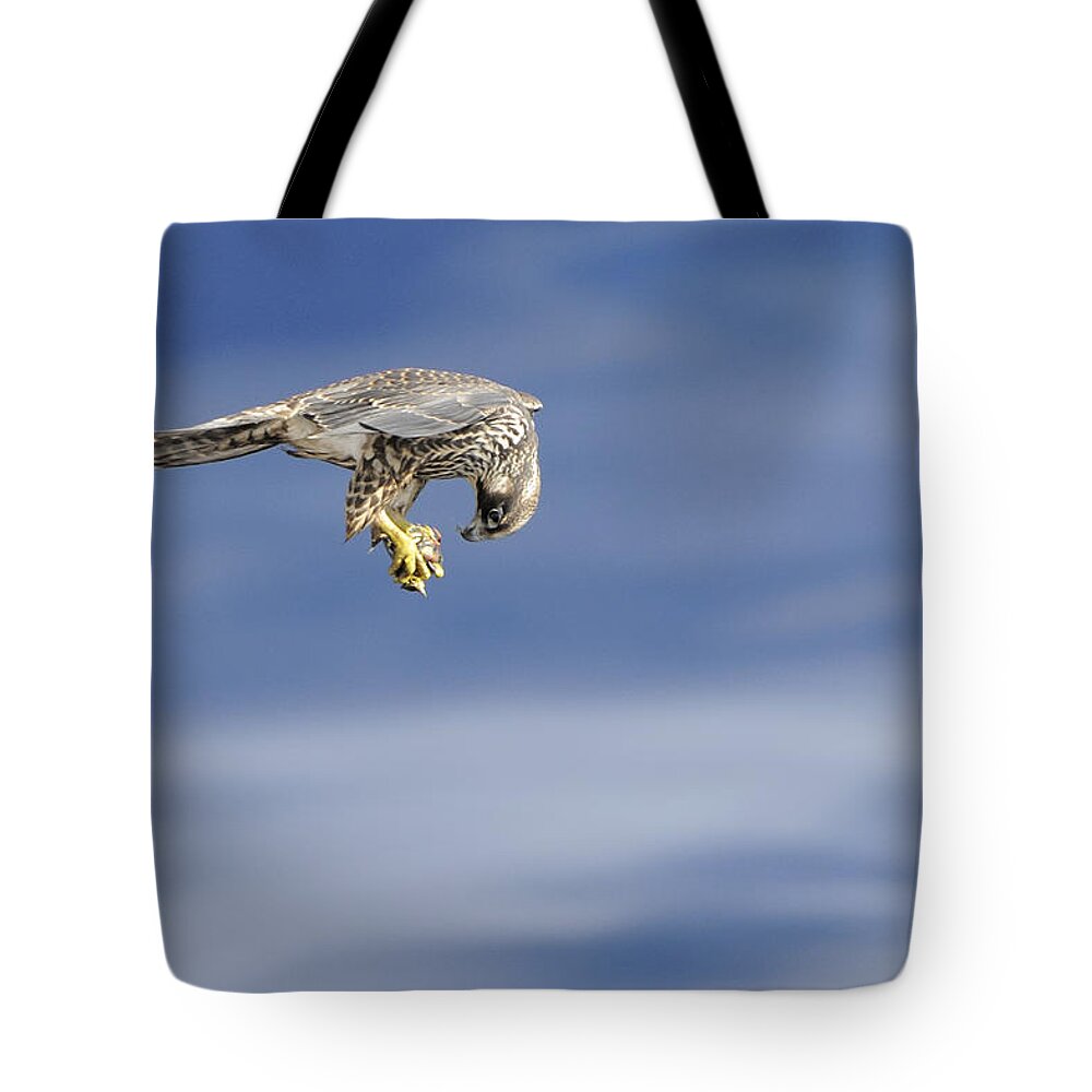 Falcon Tote Bag featuring the photograph Falcon with prey by Bradford Martin
